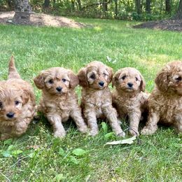 Cavapoo Puppies from Cinda's Cavapoos