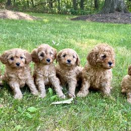 Cavapoo Puppies from Cinda's Cavapoos