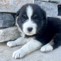 Sweetie - Black tri-color female Australian Shepherd puppy in Loda, Illinois from Pilcher Farms