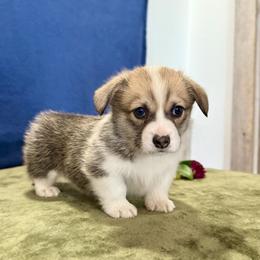 Goldie - White and red female Pembroke Welsh Corgi puppy in Saint Ignatius, Montana from Rustic Barn Kennels