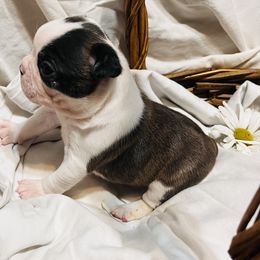Boston Terrier puppies from Antjie Boston