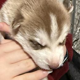 Tokyo - Brown and white male Siberian Husky puppy in Avoca, Michigan from Repurposed Paradise Farm