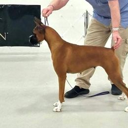 Brandye - Boxer