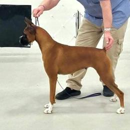 Brandye - Boxer