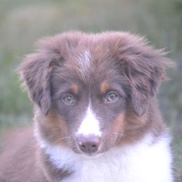 Miniature American Shepherd Puppies from KnappTyme AKC Miniature American Shepherds