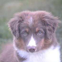 Miniature American Shepherd Puppies from KnappTyme AKC Miniature American Shepherds