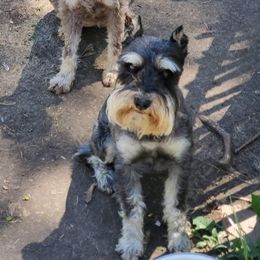 Loki - Miniature Schnauzer