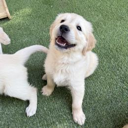 Golden Retriever Puppies from Loposky Goldens