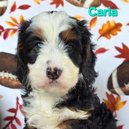 Carla - Tri-color female Bernedoodle puppy in Seymour, Tennessee from Lollie's Doodles