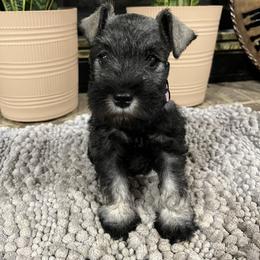 Holly - Salt and pepper female Miniature Schnauzer puppy in Dawson, Georgia from Faith Farm Miniature Schnauzers