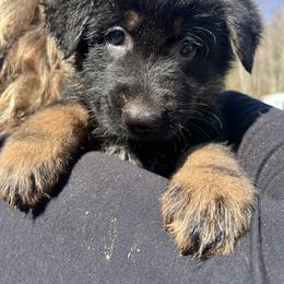 Sully - Black male German Shepherd puppy in Winterport, Maine from Vom Stevens Old Fashioned German Shepherds