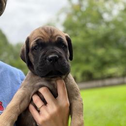 Yellow - Fawn male Cane Corso puppy in Opelousas, Louisiana from Azelees Cane Corso