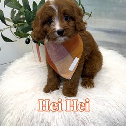 Hei Hei - Red male Cavapoo puppy in Buford, Georgia from Petite Posh Puppies