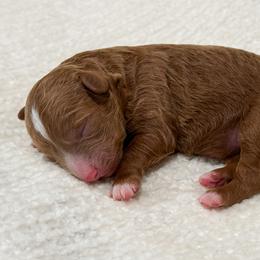 Poodle Puppies from Yellow Dog Farm