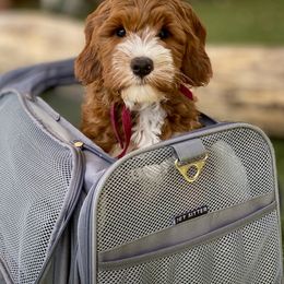 Australian Labradoodle Puppies from Cascade Canyon Labradoodles