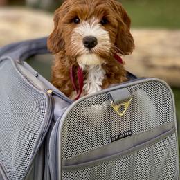 Australian Labradoodle Puppies from Cascade Canyon Labradoodles