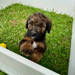 Twizzler - Phantom Bernedoodle puppy in San Antonio, Texas from Chocolate Pet Connection