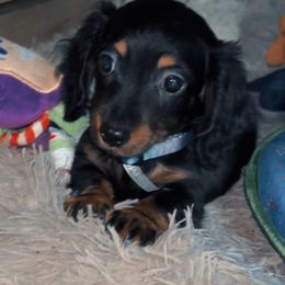 Leo - Black and tan male Dachshund puppy in Los Angeles, California from Mini Doxies R Us