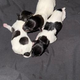 Dottie pup 2 - White black and tan male Toy Fox Terrier puppy in Clermont, Florida from Debbie Hiles's Toy Fox Terriers