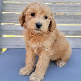 Celeste (Pink collar) - Apricot female Goldendoodle puppy in Twin Falls, Idaho from Magic Valley Family Doodles