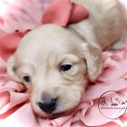 Dachshund Puppies from Bald Mountain Dachshunds