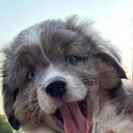 Miniature Australian Shepherd Puppies from Lil’ Bit Farms
