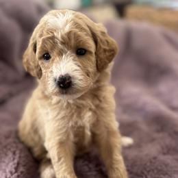 Boy 1 - male Goldendoodle puppy in Shreveport, Louisiana from Cottage Doodles