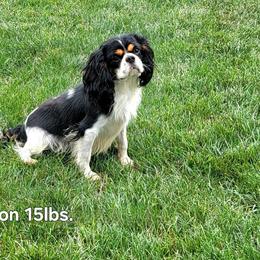 Winston - Cavalier King Charles Spaniel