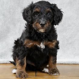 White Collar 'Sterling' - Phantom male Bernedoodle puppy in Mora, Minnesota from Knudsen Pups