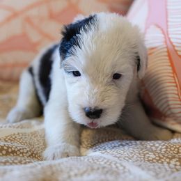Old English Sheepdogs from Branch Old English Sheepdog