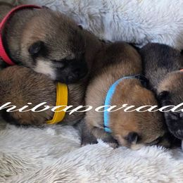 Katzu - Red male Shiba Inu puppy in Tualatin, Oregon from Shiba Paradise