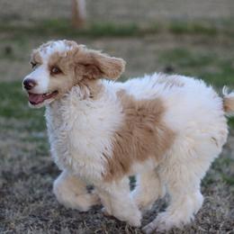 Cavapoos and Maltipoos from North Texas Puppies