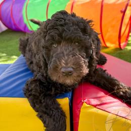 Ralph (orange collar) - Chocolate male Goldendoodle puppy in Murrieta, California from Apricot Poodles & Goldendoodles, LLC