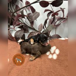 Magna - Black male Miniature Schnauzer puppy in Phoenix, Arizona from Sabrina's Miniature Schnauzers