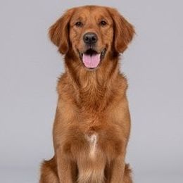 Golden Retriever puppies from Oro Valley Golden Retrievers | Brittany Stubbs
