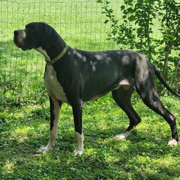 Ellara - Great Dane