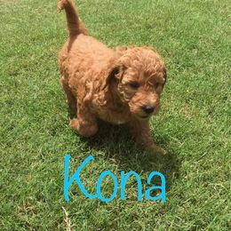 Goldendoodle Puppies from Nicole Christensen