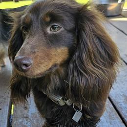 Briar - Dachshund