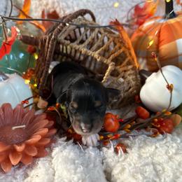 Girl 3 - Black and tan female Morkie puppy in Lawrenceville, Georgia from Georgias Finest Puppies