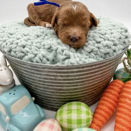 Cheddar - Red  male Goldendoodle puppy in Sunman, Indiana from Brunsman Country Doodles LLC
