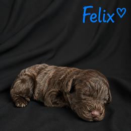 Felix - Brown male Cockapoo puppy in Mayville, Michigan from Kathy Maize