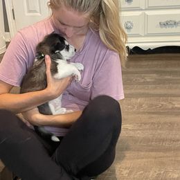 Siberian Husky Puppies from Husky Love and Pups