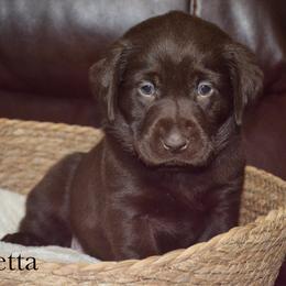 Beretta - Chocolate female Labrador Retriever puppy in Hillman, Michigan from Northrop Farm
