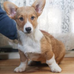 Girl 2 - Sable female Pembroke Welsh Corgi puppy in Karnack, Texas from Sureshot Corgis