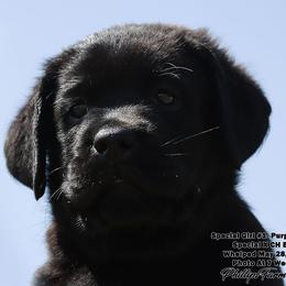 Special's Purple Collar Girl - Black female Labrador Retriever puppy in Point, Texas from Lakylu Kennels