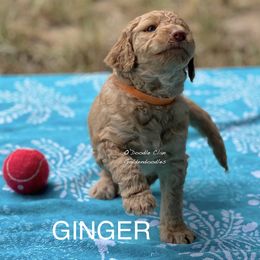 Goldendoodle Puppies from O’Doodle Clan Goldendoodles