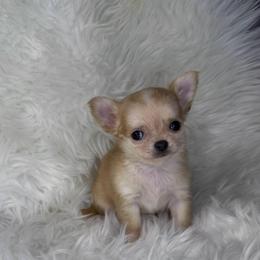 Long Coat Girl - Fawn and white female Chihuahua puppy in Fargo, North Dakota from Wild Prairie Chihuahuas