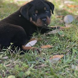 Rottweiler Puppies from Von Ratermann Rottweilers