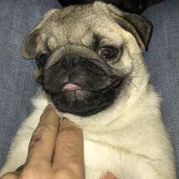 Havanese and Pugs from Camelot Kennel