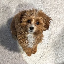 Maltipoo Puppies from Ollie-Pop Paws Breeding